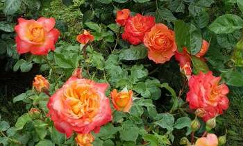 Puzzle 7679 - Rosier