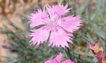 Puzzle 7901 - Fleur du jardin
