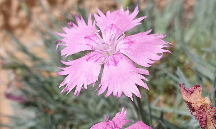 Puzzle Fleur du jardin