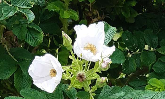 Puzzle Fleurs - Paysages & Fleurs - Absolu Puzzle