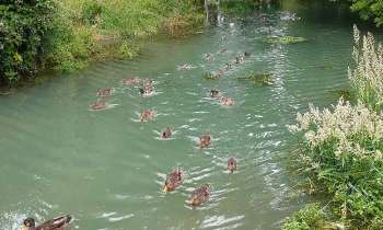 Puzzle 7707 - Les canards