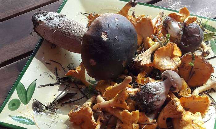 Puzzle Cèpes et girolles