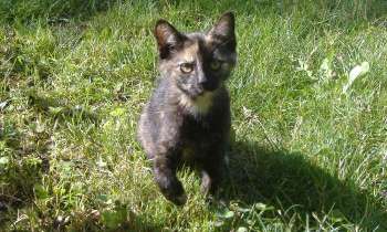Puzzle 7824 - Chaton dans le jardin