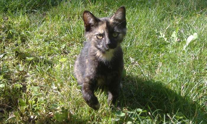 Puzzle Chaton dans le jardin