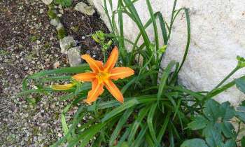 Puzzle 5315 - Fleur