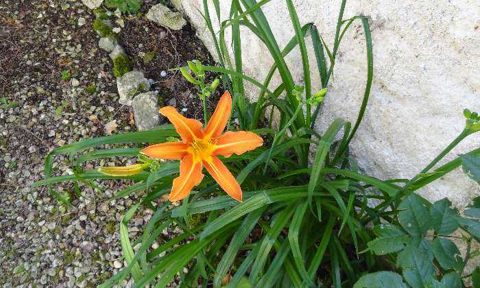 Puzzle Fleur