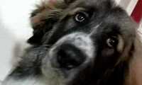 Puzzle Chien triste