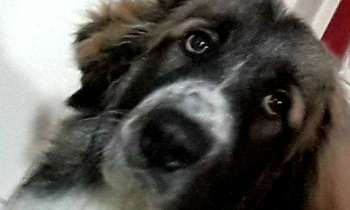 Puzzle 9918 - Chien triste