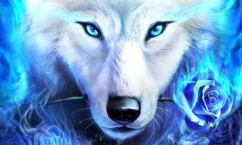 Puzzle 12135 - Loup bleu
