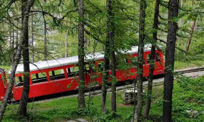 Puzzle Train en forêt