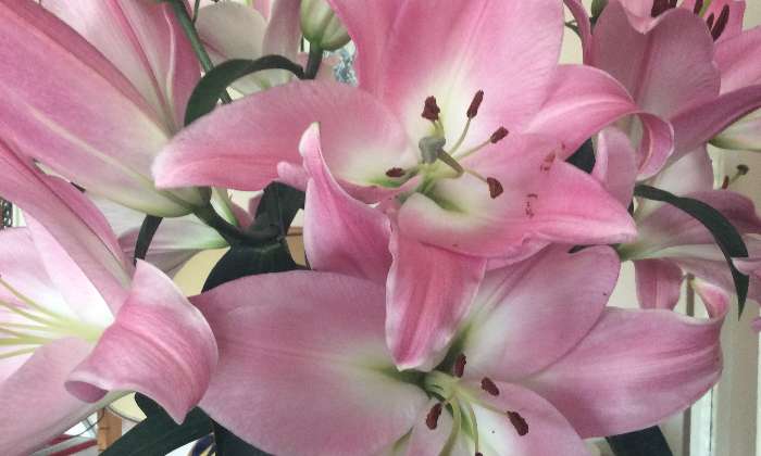 Puzzle Fleurs roses