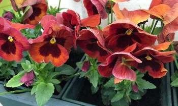 Puzzle 5530 - Fleurs