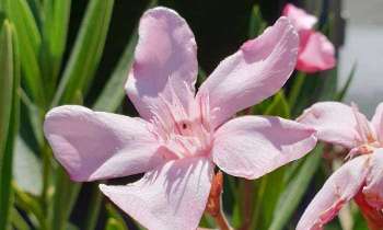 Puzzle 5299 - Fleur rose
