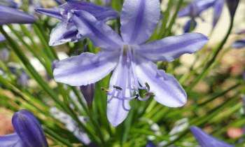 Puzzle 5322 - Agapanthe