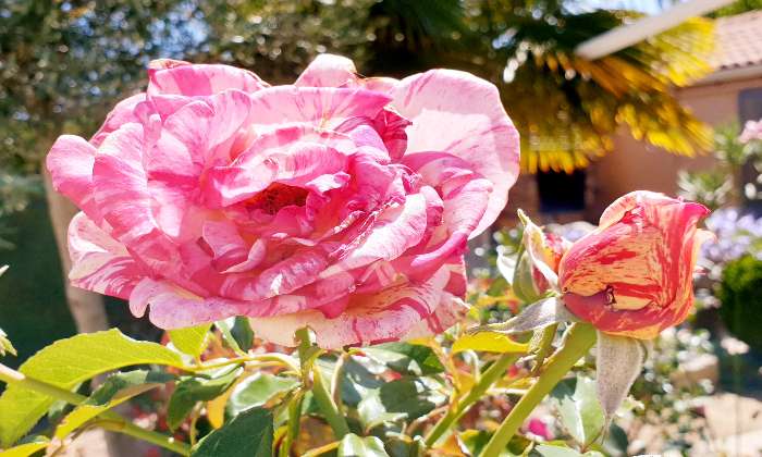 Puzzle Rose - Paysages & Fleurs - Absolu Puzzle