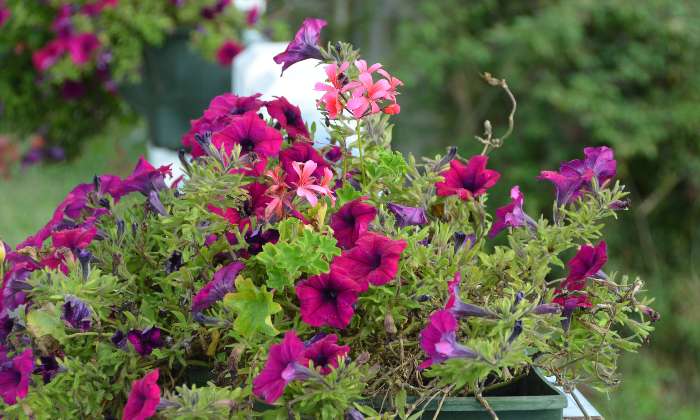 Puzzle Fleurs - Paysages & Fleurs - Absolu Puzzle