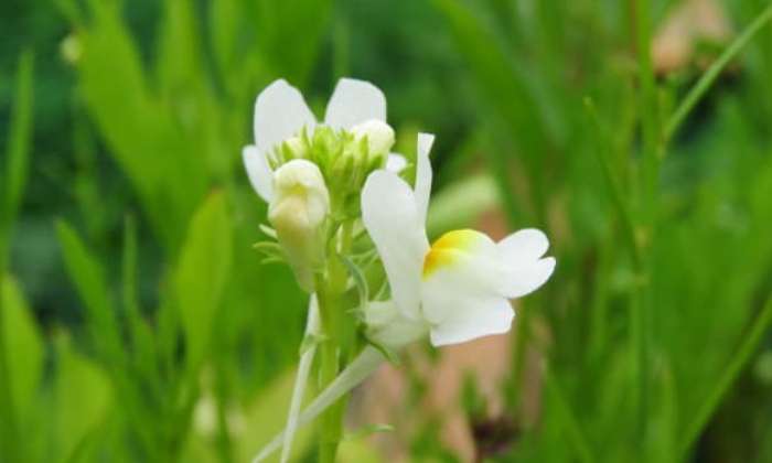 Puzzle beauté du jardin