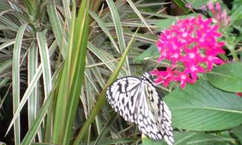 Puzzle 12836 - Papillon