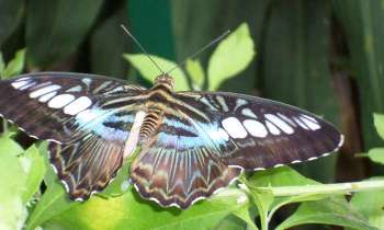 Puzzle 7858 - Papillon