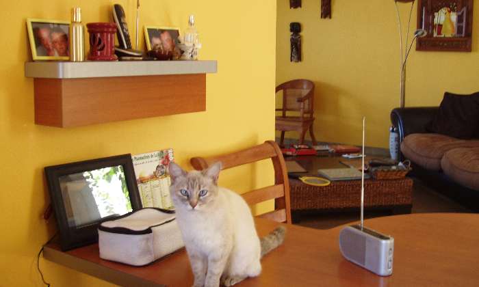 Puzzle chat sacré de Birmanie