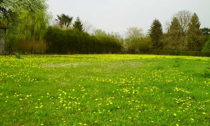 Puzzle Champs de pissenlits - Paysages & Fleurs - Absolu Puzzle