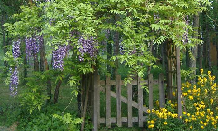 Puzzle Coin de jardin sous la glycine - Paysages & Fleurs - Absolu Puzzle