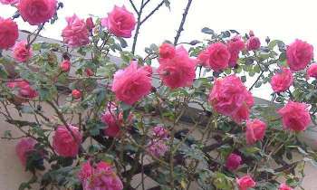 Puzzle 5347 - Roses