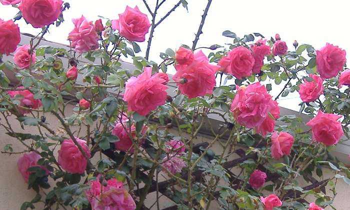 Puzzle Roses