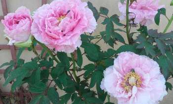 Puzzle 5356 - pivoines