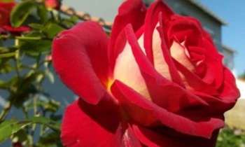 Puzzle 7787 - rose velours