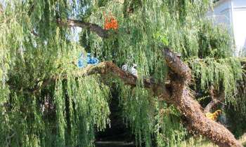 Puzzle 5350 - Saule pleureur