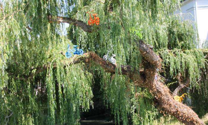 Puzzle Saule pleureur