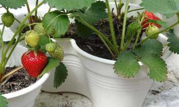 Puzzle 5352 - Plants de fraisiers