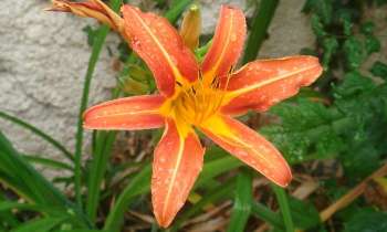 Puzzle 8039 - Fleur