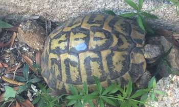 Puzzle 7964 - Tortue