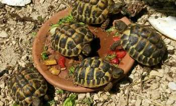 Puzzle 5344 - Petites tortues