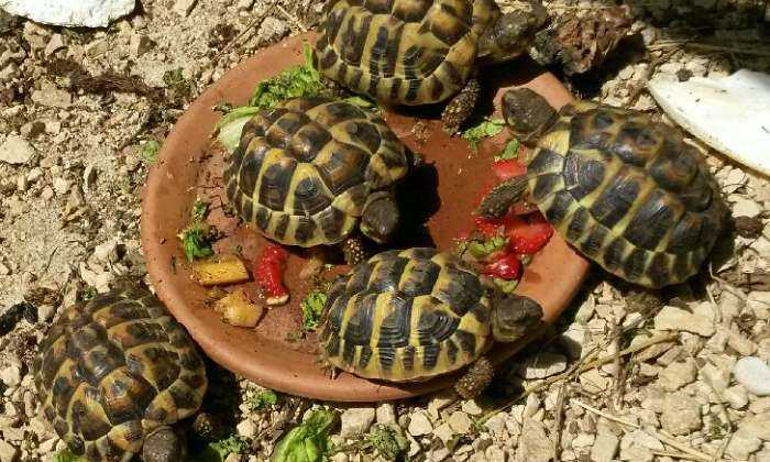 Puzzle Petites tortues