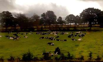 15150 | Prairie Normande - 