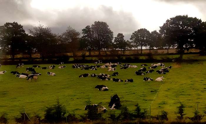 Puzzle Prairie Normande dans la catégorie Paysages & Fleurs 