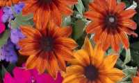 Puzzle fleurs