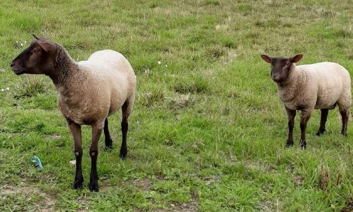 Puzzle Moutons - Animaux - Absolu Puzzle