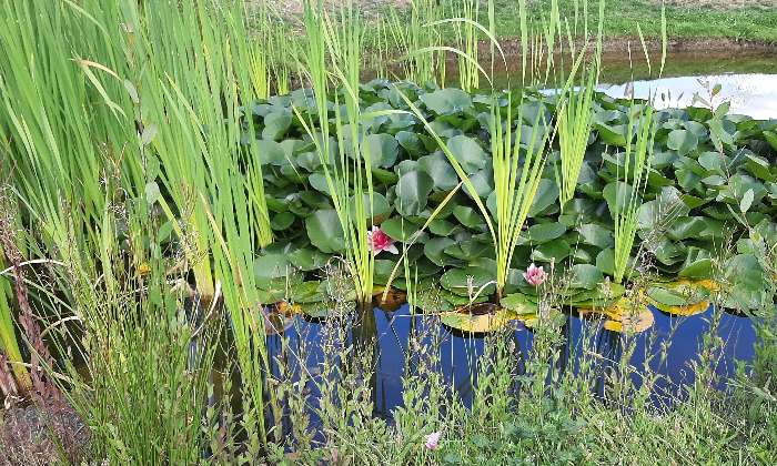 Puzzle Plantes et nénuphars