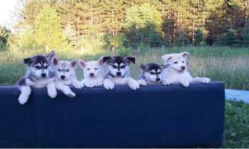 Puzzle 5378 - Des chiots
