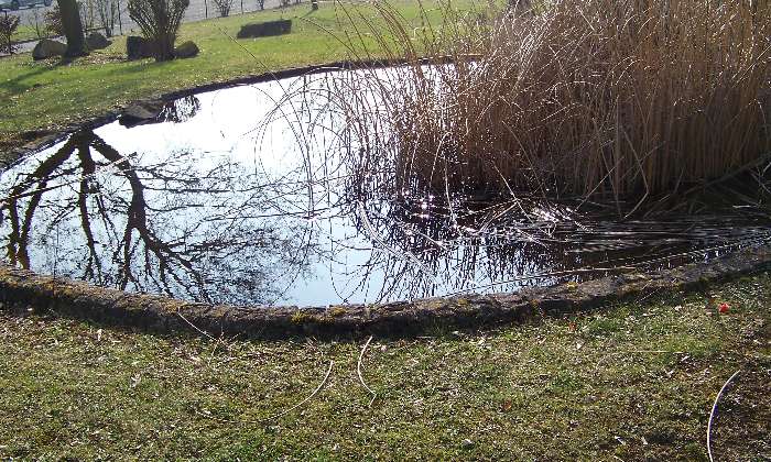 Puzzle La mare aux grenouilles