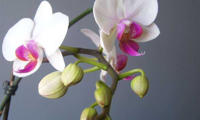 Puzzle Floraison d'une orchidée