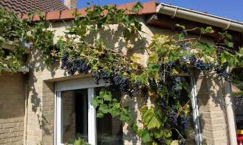 Puzzle 14761 - raisons noirs