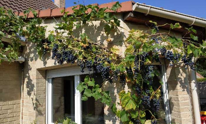 Puzzle raisons noirs - Paysages & Fleurs - Absolu Puzzle