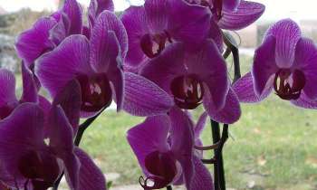 Puzzle 11306 - Orchidée
