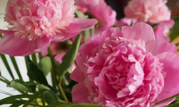 Puzzle 10949 - Pivoines en splendeur