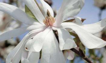 Puzzle 10428 - Magnolia Stellata